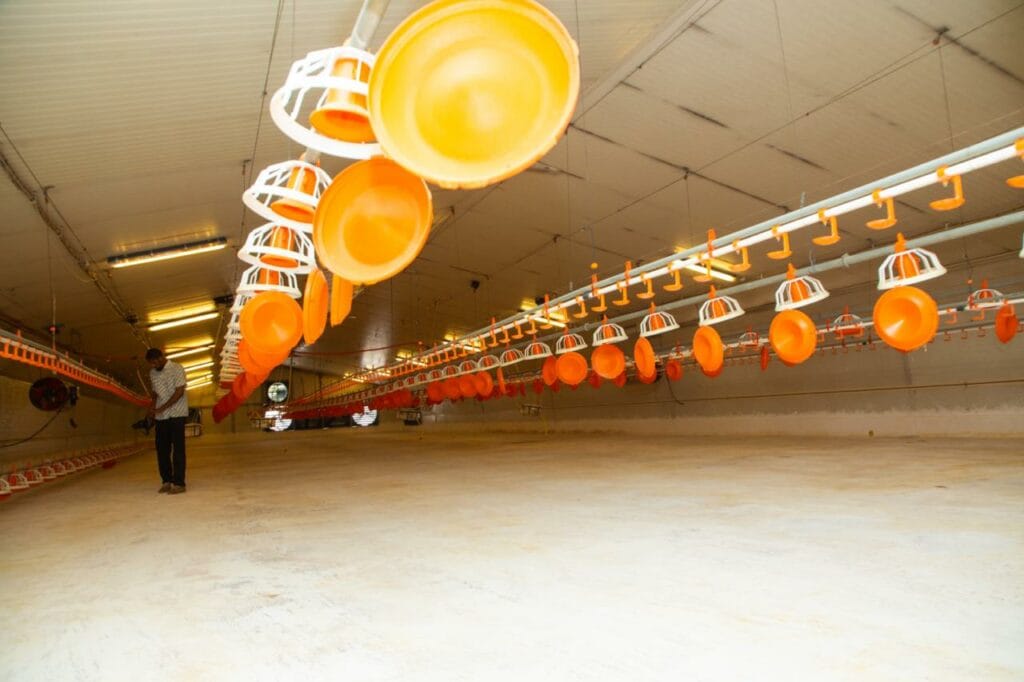 Investissement de 1,3 milliards FCFA dans l'aviculture sénégalaise par Oyass Capital