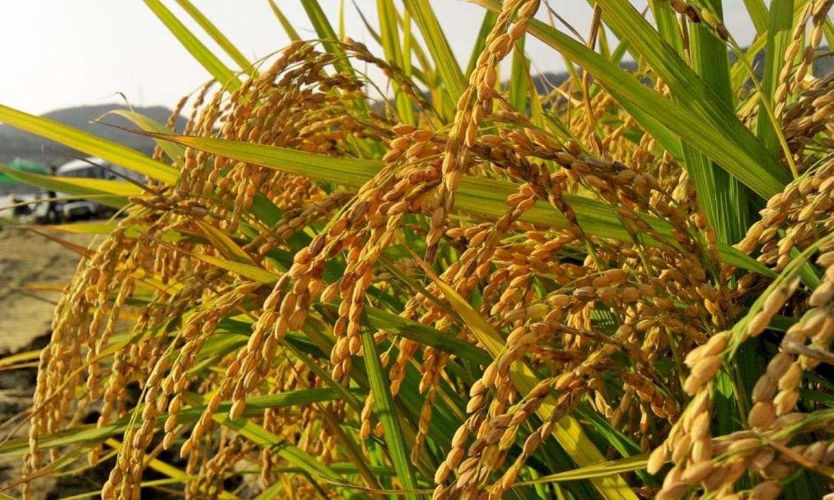 Le Mali mise sur l'agriculture pour booster sa croissance économique