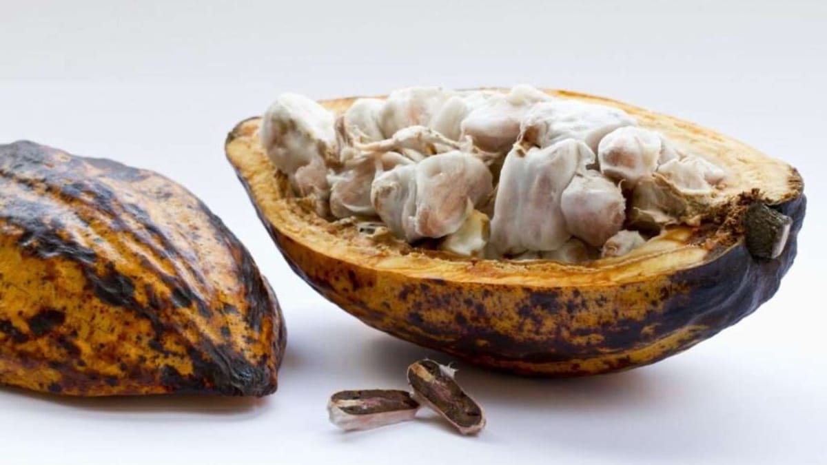 L'Afrique se réveille pour valoriser son cacao